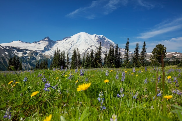 Mountain meadow in sunny day. Natural summer landscape.