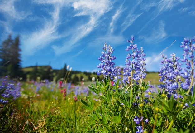 Mountain meadow in sunny day. Natural summer landscape.