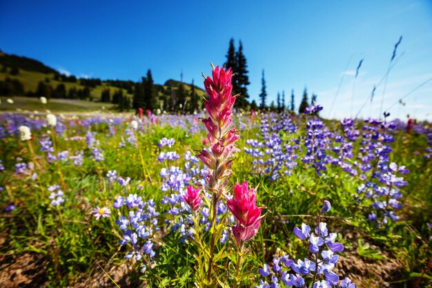 Mountain meadow in sunny day