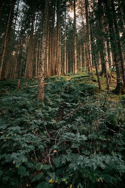 Mountain nature landscape Concept of hiking and trekking in the mountains