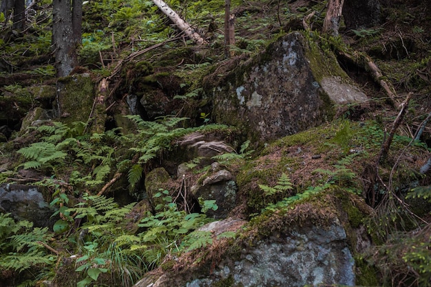 Mountain nature landscape. Nature park