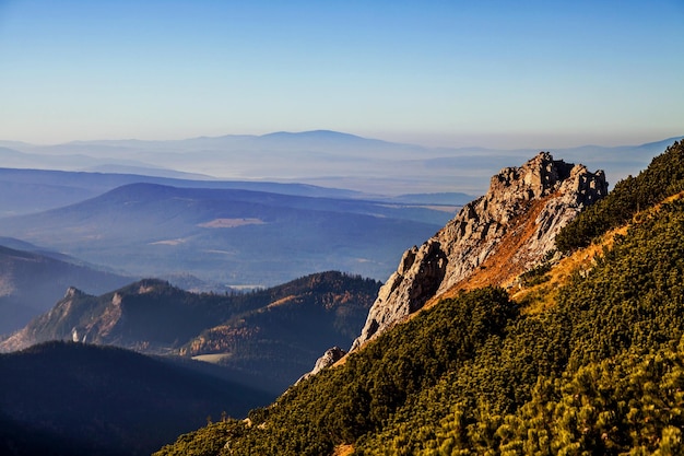 Mountain panoramic landscape with tree forest