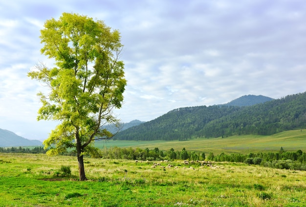 Mountain pasture on the background of a blue cloudy sky Siberia Russia