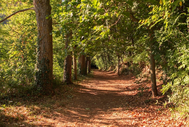 Mountain path among the trees