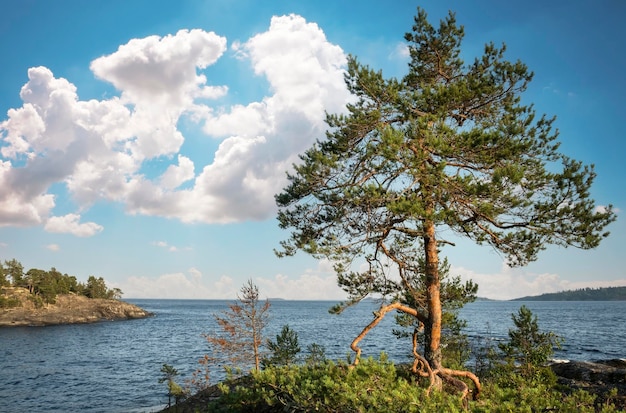 Mountain pine on a rock Ladoga Skerries National Park Beautiful view on Rocks and Lake Ladoga in Republic of Karelia largest lake in Europe