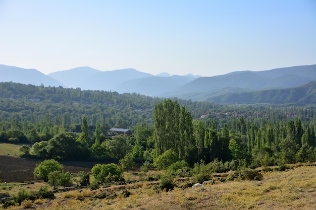 mountain range covered with pine forests, trees and bushes in the dawn with clear sky