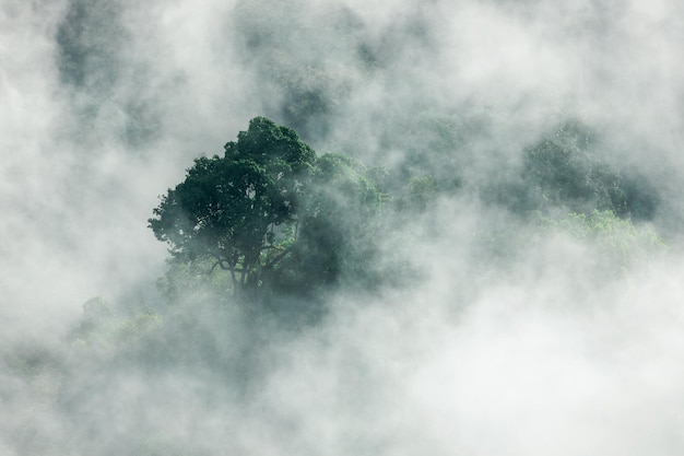 Mountain ridge and clouds in rural jungle bush forest