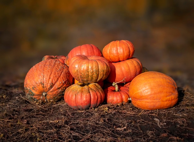 A mountain of ripe pumpkins for Halloween against the backdrop of a garden bed selective focus