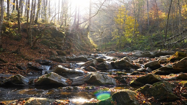 The mountain river in autumn forest at amazing sunny day