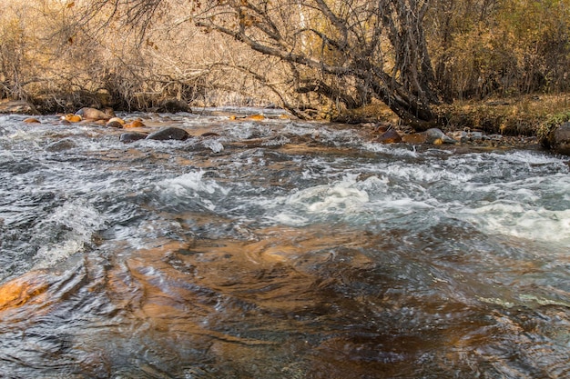 Mountain river in autumn with seething water and wet stonesLandscape