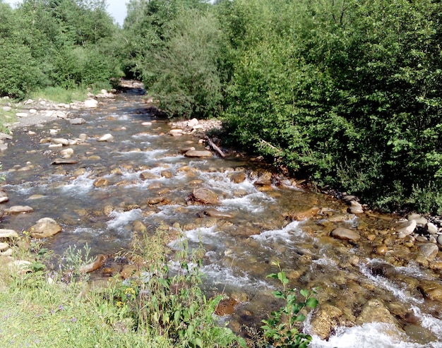 Mountain river and green bushes