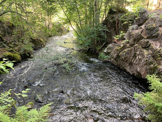 Mountain river in national reserve clear river among stones and mountains in a park in forest