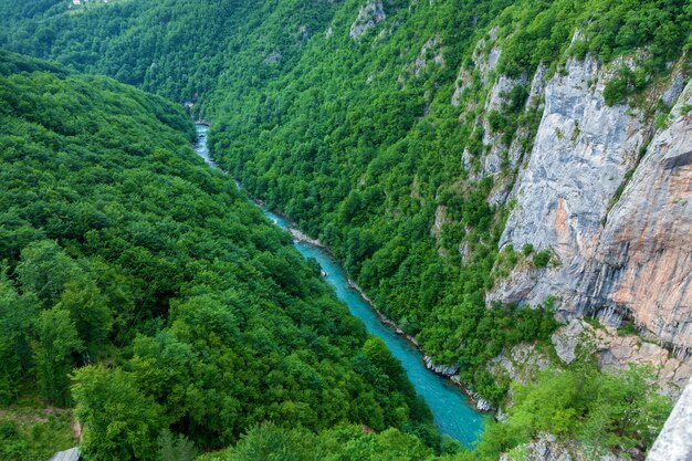 Mountain River Tara Turquoise and Forest on the slopes of the mountains in Montenegro