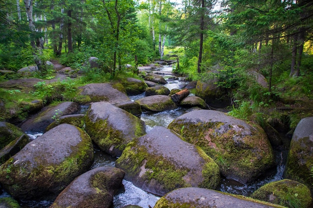 A mountain river with huge stones with green mosswild forest of taiga