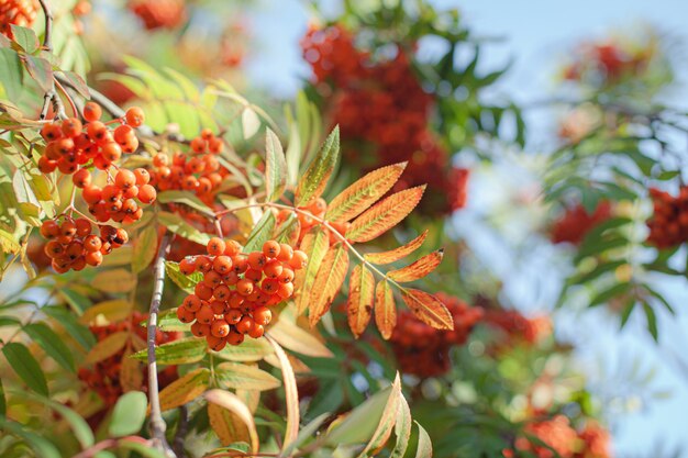 Mountain rowan red ash branch berries on blurred green background. Autumn harvest still life scene. Soft focus backdrop photography. Copy space.