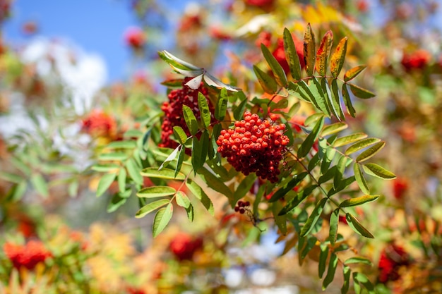 Mountain rowan red ash branch berries on blurred green background. Autumn harvest still life scene. Soft focus backdrop photography. Copy space.