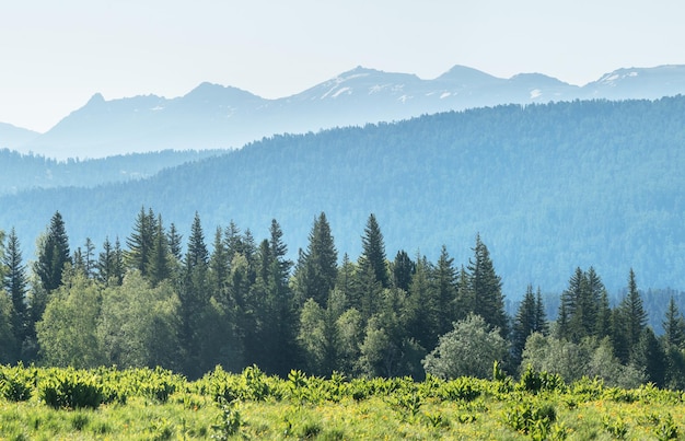 Mountain scenery summer greenery sunny