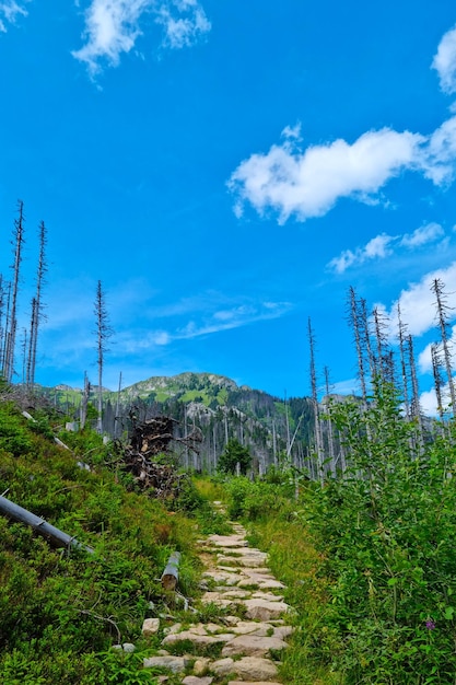 Mountain scenic trail on a sunny summer day