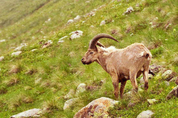 Mountain sheep in the mountains