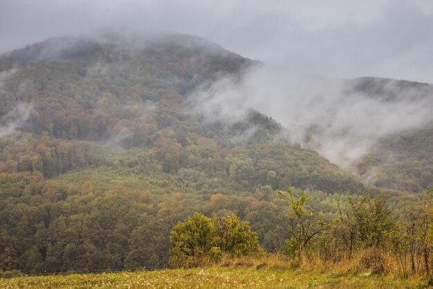 Mountain slope with deciduous forest in fog Mountain slope on a cloudy overcast morning