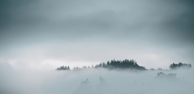 Mountain slopes landscape with fir trees in the fog in Zakopane Poland