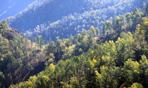 Mountain slopes overgrown with dense forest