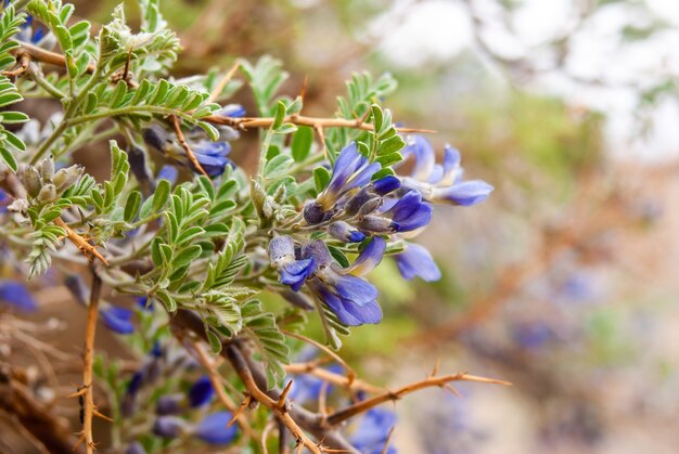 Mountain Spring flowers of Himalaya region