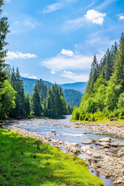 Mountain stone river flows near the coniferous forest and mountains