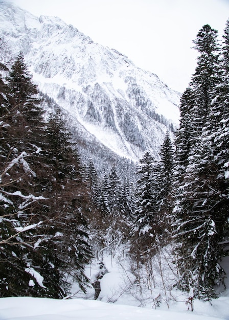 Mountain stream in a forest ravine in winter