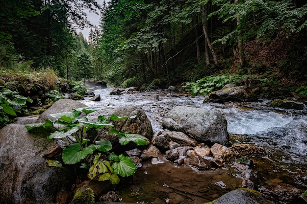 Mountain stream in High Tatras National Park, Poland