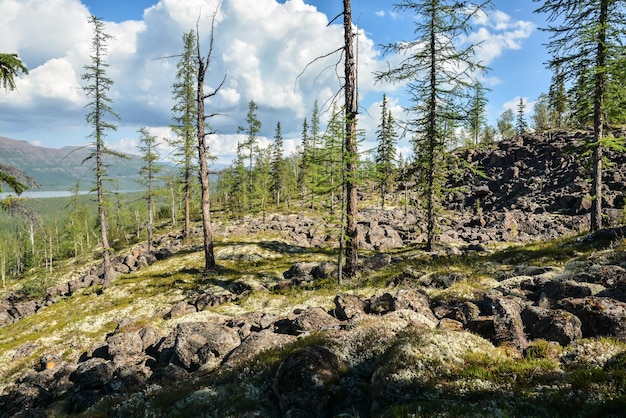 Mountain taiga on the Putorana plateau