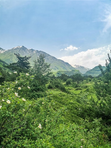 A mountain valley in the gorge of the CherekBalkar river in the vicinity of the Ushtulu tract Caucasus 2021