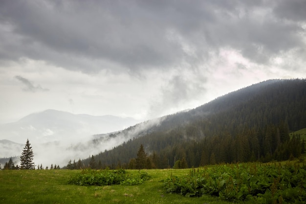 Mountain valley while rainy day foggy mountain hills Summer in Carpathian Mountains Ukraine