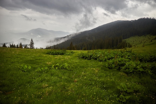 Mountain valley while rainy day foggy mountain hills Summer in Carpathian Mountains Ukraine