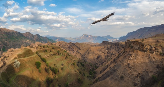 Mountain valley with a soaring eagle. A rocky ledge stretching into the distance against the background of mountains covered with sparse vegetation. Dagestan. Panoramic view.