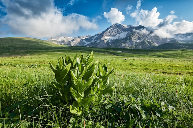 Mountain valleys and alpine meadows of Lagonaki, Caucasus, Russia