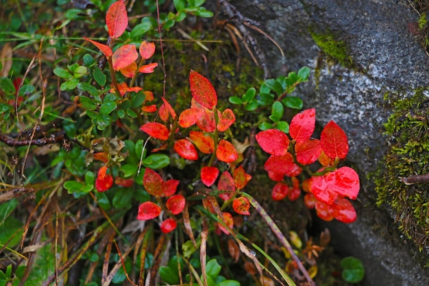 Mountain vegetation on a rainy autumn morning Selective focus