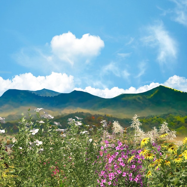 Mountain wild flowers blue sky and white clouds in heart shape wild field rainbow on blue sky