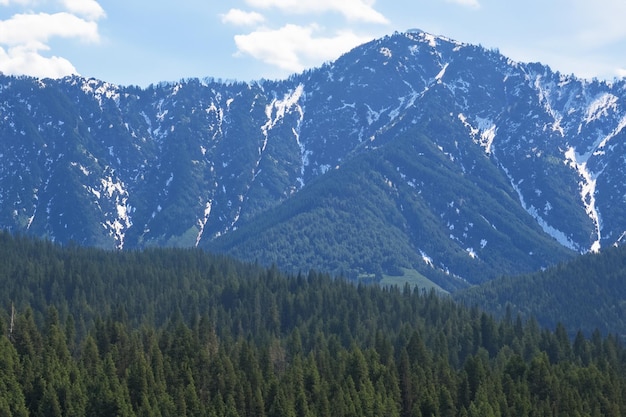 a mountain with a blue sky and trees on it