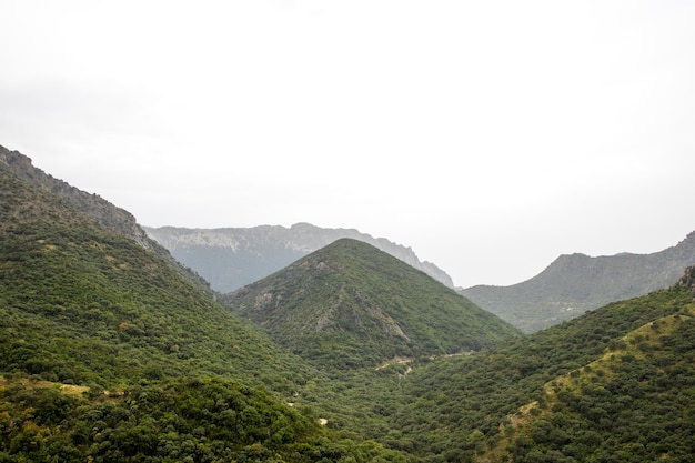 Mountain with green pines and rain