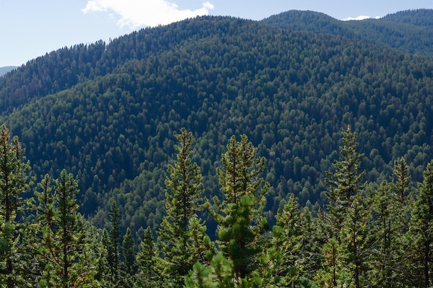 a mountain with trees and a mountain in the background