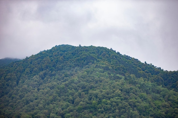 Mountainous area overgrown with forests