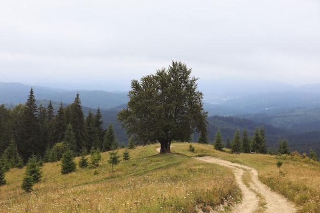 Mountainous countryside. path uphill in to the distance. Beautiful rural landscape of carpathians. Ukraine, Europe.