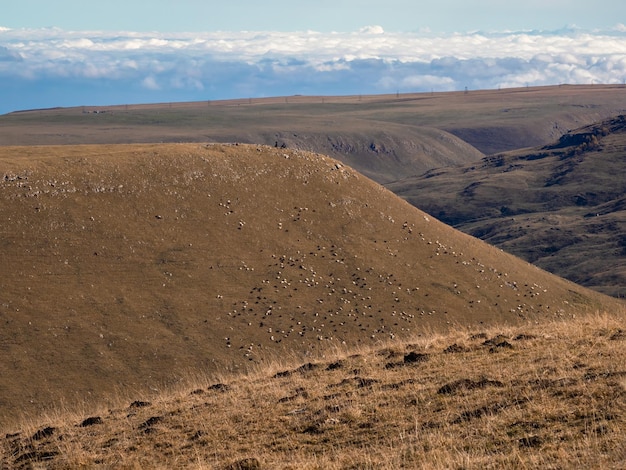 Mountainous hilly landscapeThere are many small sheep in a mountain pasture on a steep hillside A flock of sheep in the mountains Sheep breeding in difficult alpine conditions