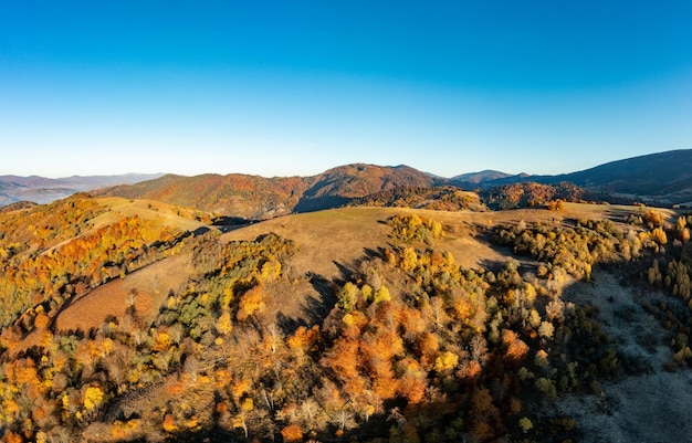 Mountainous polonyna with colorful trees at sunlight