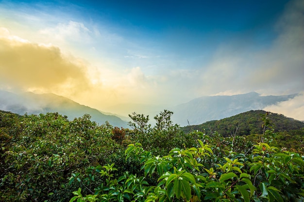 Mountainous Rain Forest Landscape