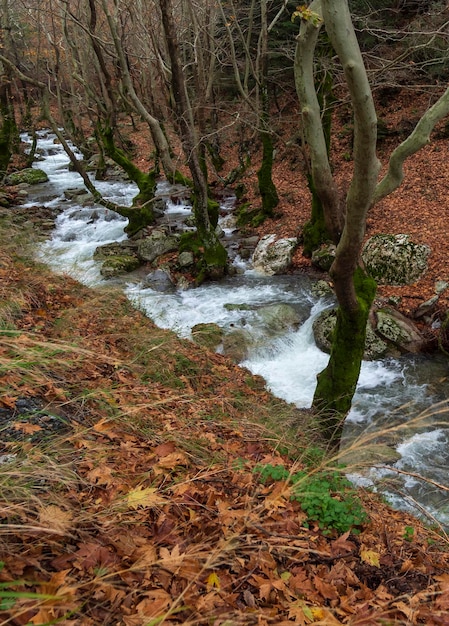 Mountainous rapid river with clear water in forest in mountains Dirfys on the island of Evia Greece