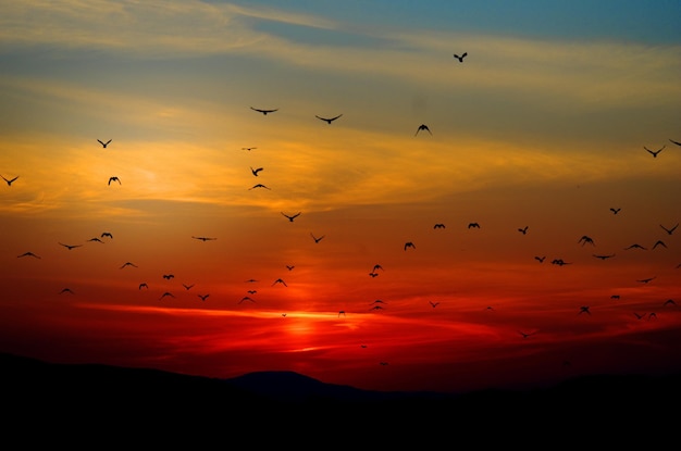 Photo mountains birds silhouette sunset