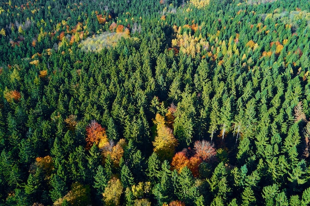 Mountains covered with autumn colored forest, aerial view. Beautiful nature landscape