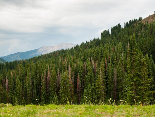 Mountains in Crested Butte, Colorado.